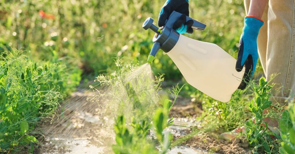 controle de pragas em Santo André