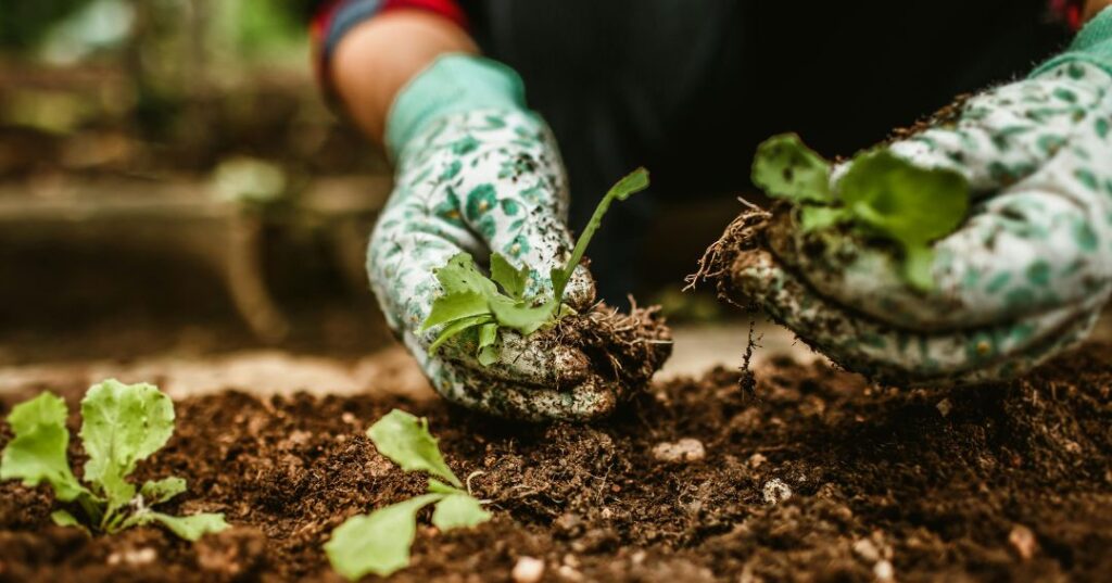manutenção de jardins em Santo André