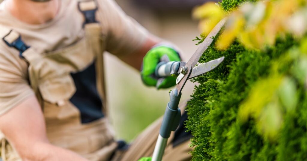 poda e plantio em Santo André